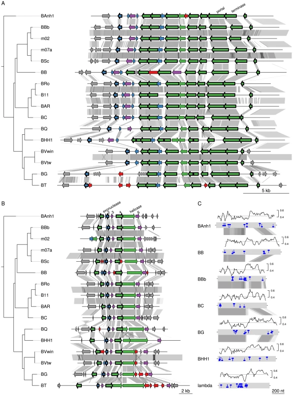 Gene order structures of the BaGTA and ROR segments.