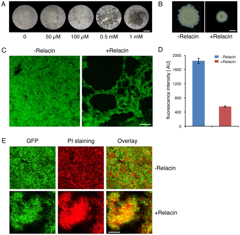Relacin affects biofilm formation in <i>Bacillus subtilis.</i>