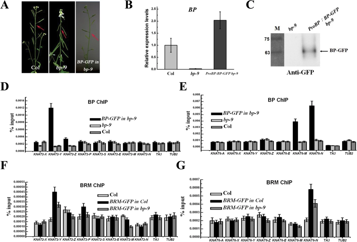 BRM and BP co-target to <i>KNAT2</i> and <i>KNAT6</i> in inflorescences.