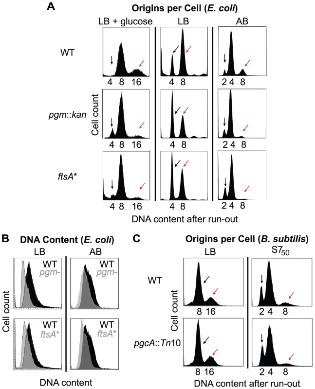 Examination of initiation timing in <i>E. coli</i> and <i>B. subtilis</i>.