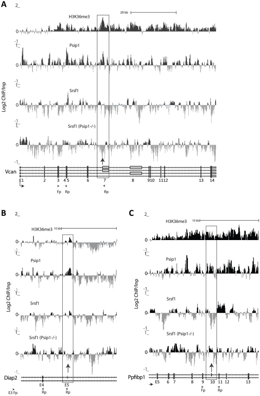 ChIP for H3K36me3, Psip1, and Srsf1 in wt and Psip1 mutant MEFs.