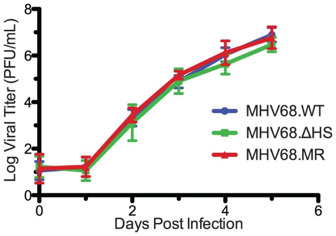 MHV68.ΔHS replicates with wild-type kinetics.