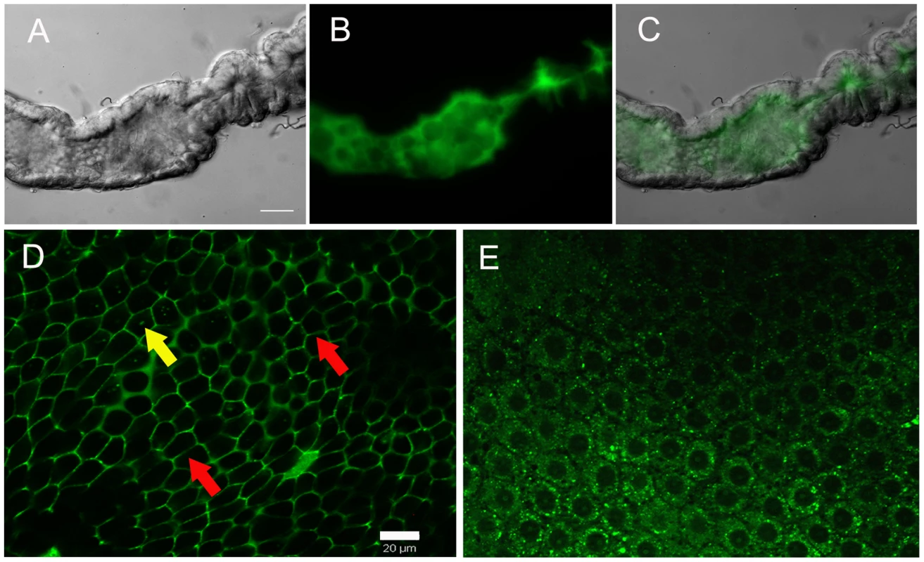 Sites of ROS location in the midgut epithelia.