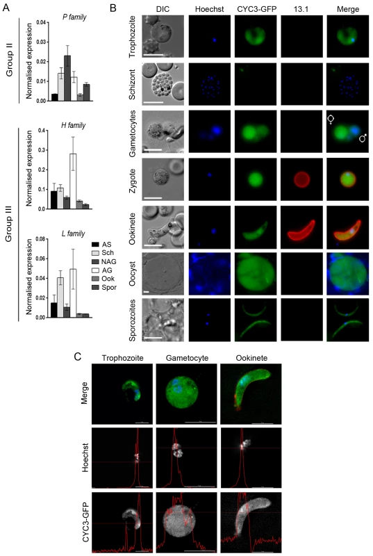 CYC3-GFP protein expression throughout most stages of the life cycle.