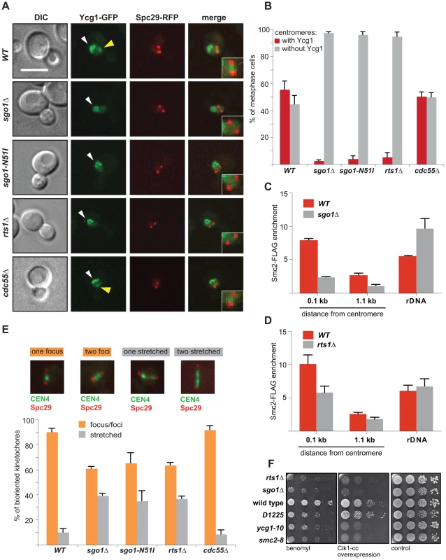 Sgo1 and Rts1 are essential for the maintenance of condensin at centromeres.