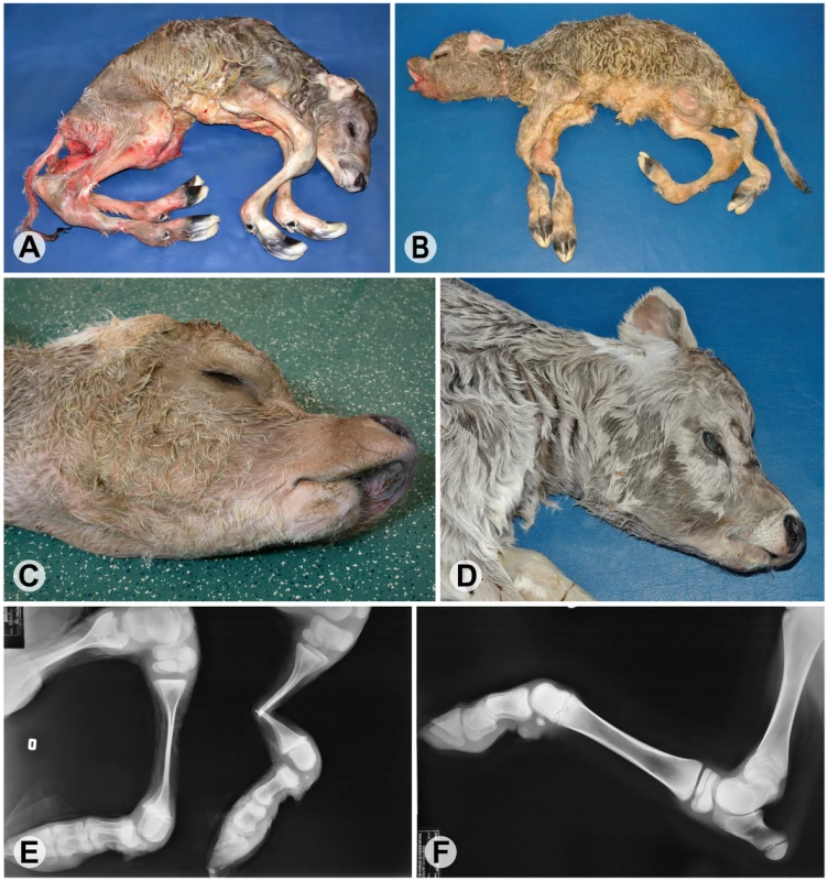 Phenotype of bovine arachnomelia in Brown Swiss cattle.