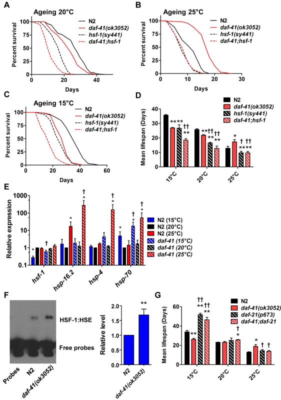 <i>daf-41(ok3052)</i> longevity is <i>hsf-1</i> dependent.