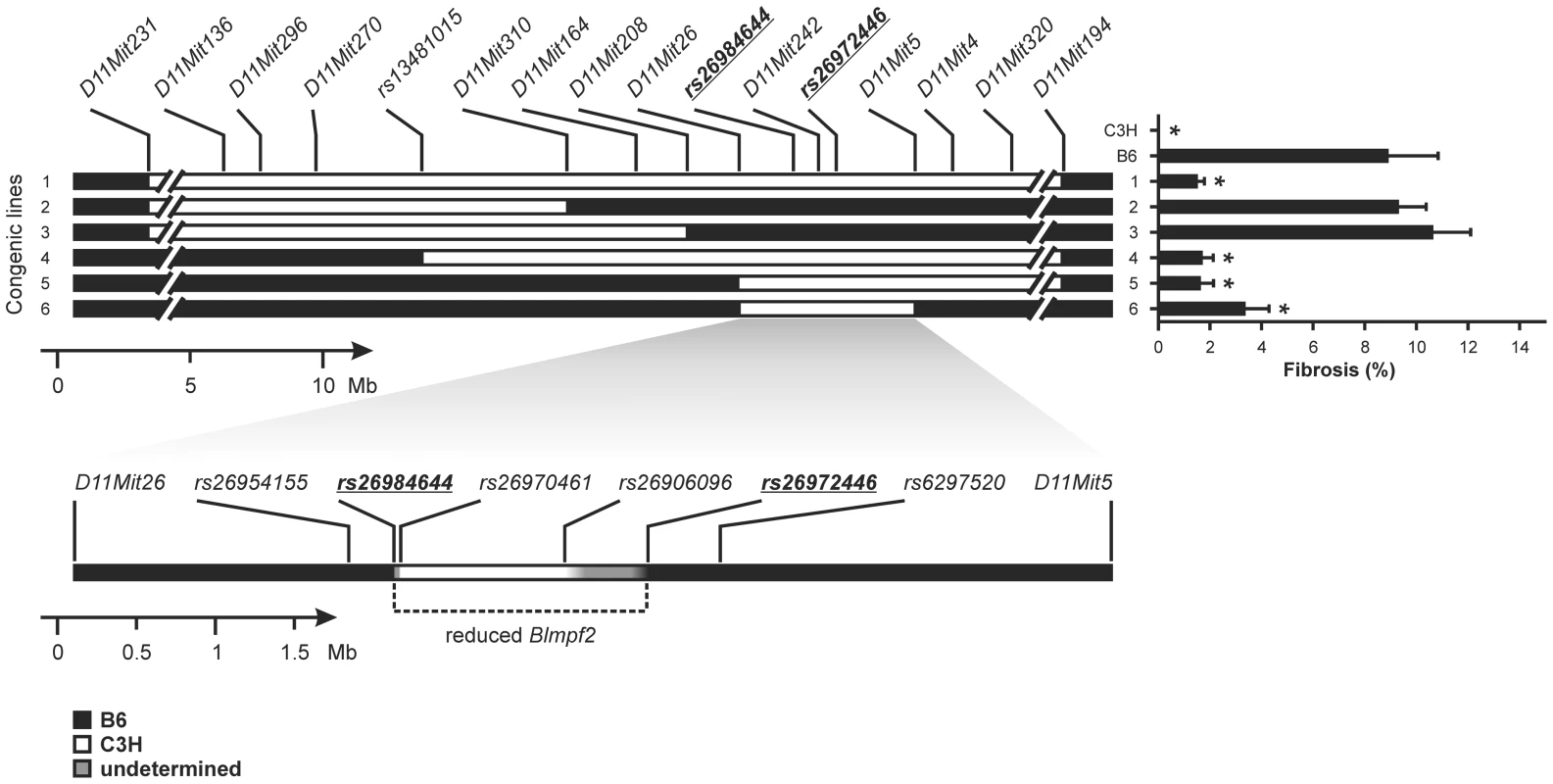 Bleomycin-induced lung phenotype of <i>Blmpf2</i> subcongenic mice.