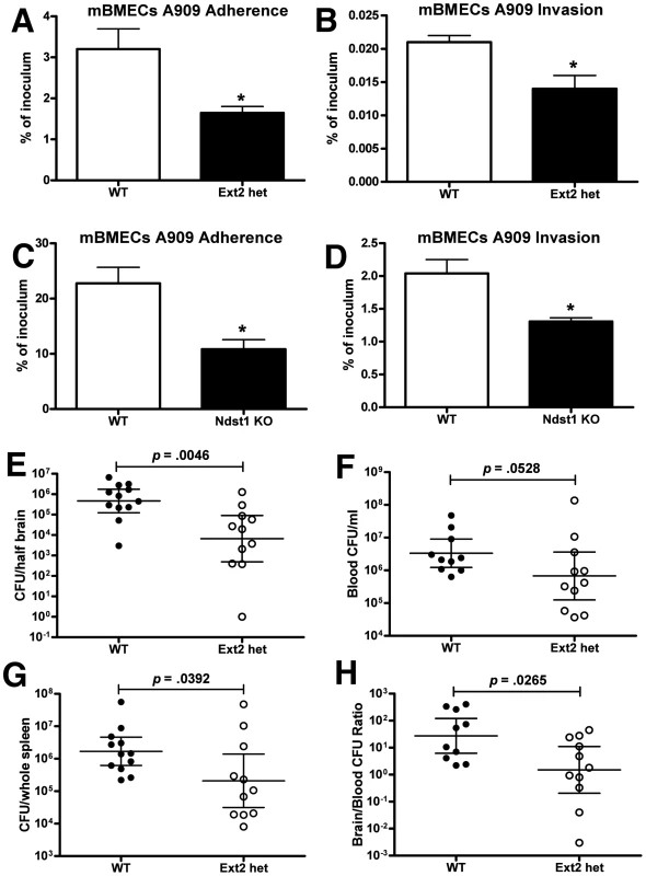 GAG contributes to blood-brain barrier penetration in mice <i>in vivo</i>.