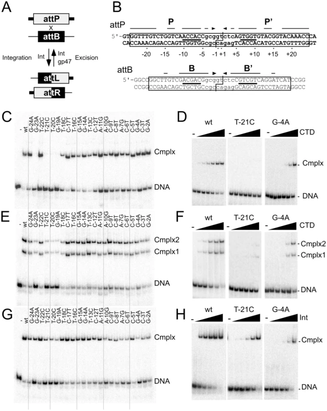 Effect of P half site mutations on Bxb1 Int and CTD binding.