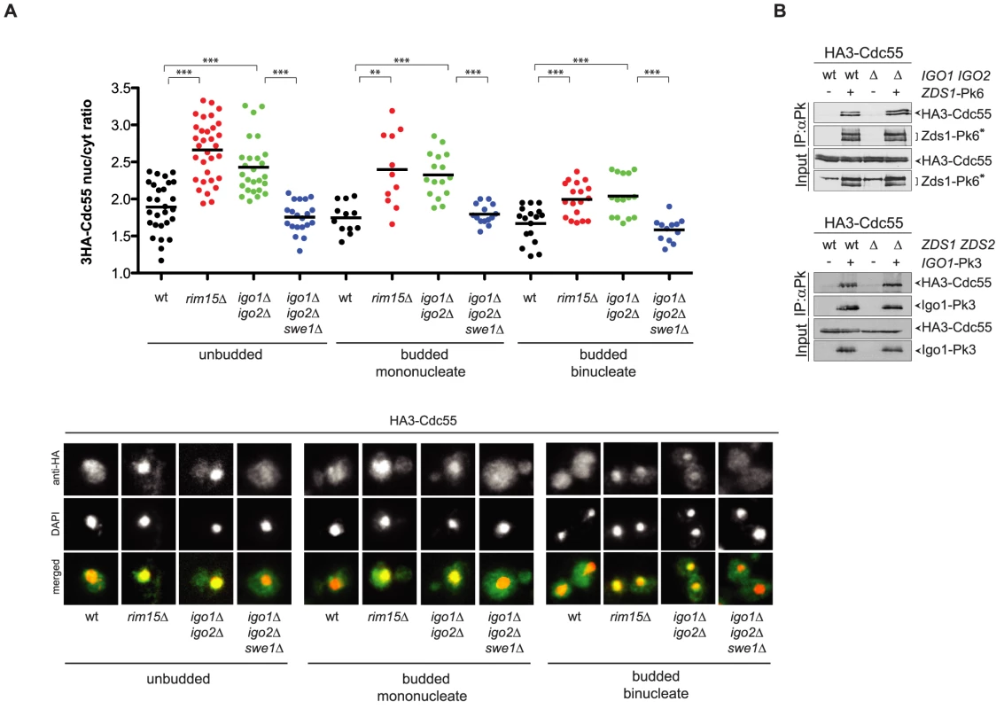 Igo1 and Igo2 control the subcellular localization of PP2A<sup>Cdc55</sup> independently of Zds proteins.