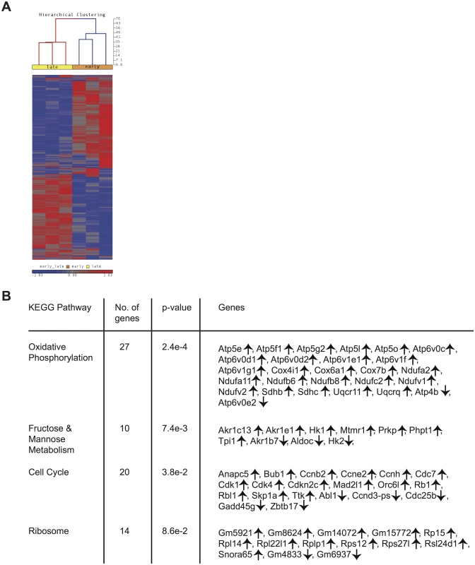 Gene expression patterns among CD62Lhi memory CD8 T cells change with time after infection.