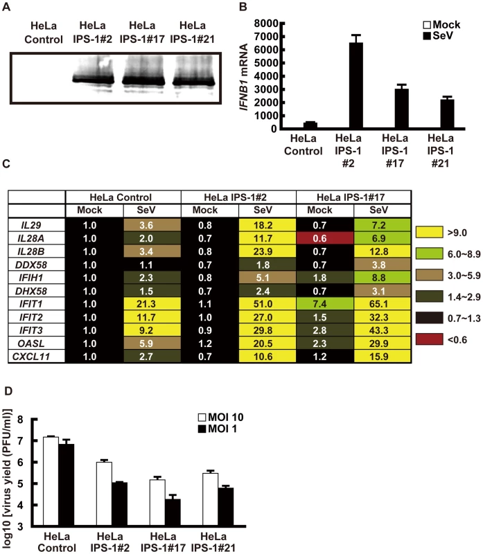 Stable HeLa cell clones expressing FLAG tagged IPS-1.