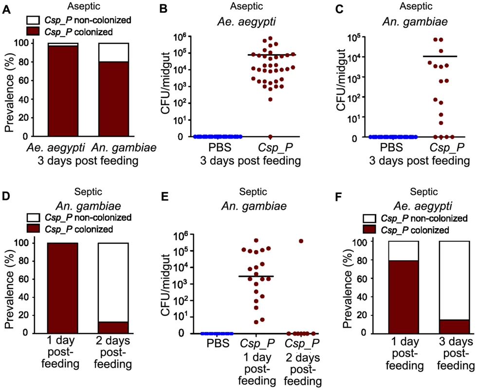 <i>Csp_P</i> colonization of the mosquito midgut.