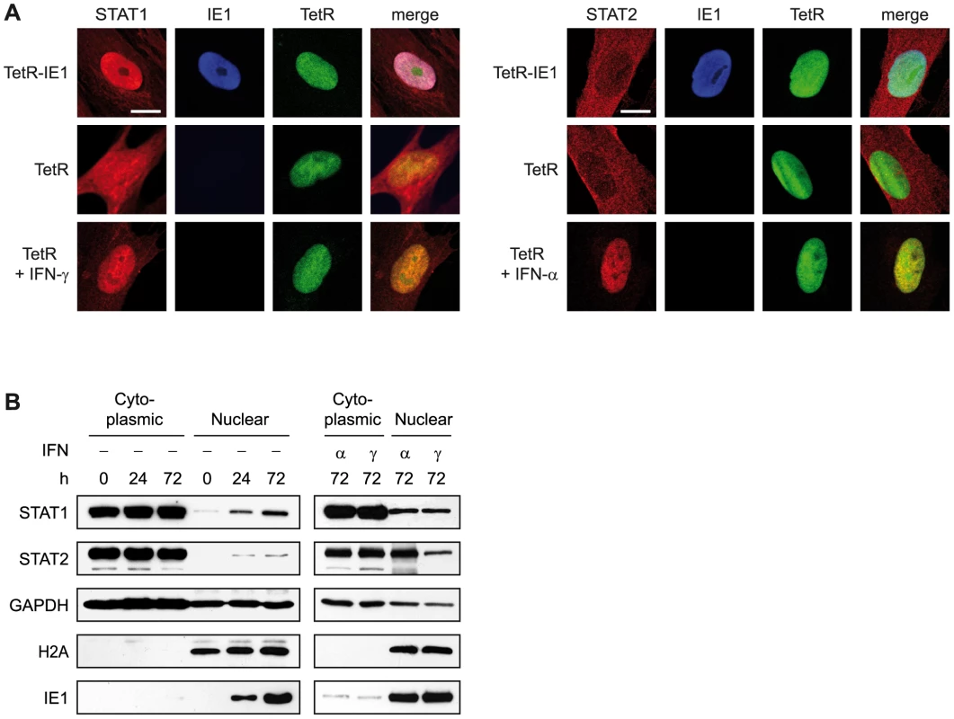IE1 expression leads to nuclear accumulation of STAT1.
