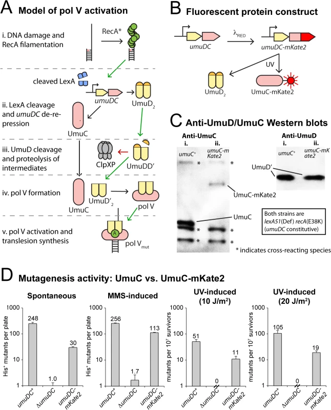 Construction of a fluorescent UmuC reporter strain to visualize pol V regulation.