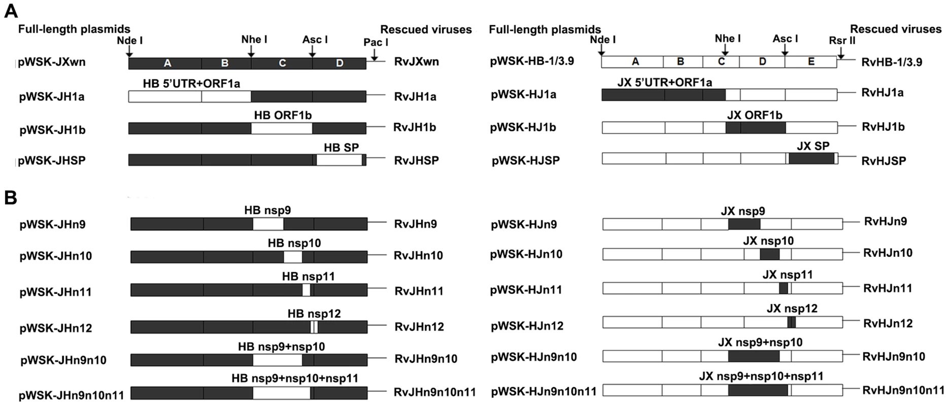 Construction strategy of the full-length cDNA clones.