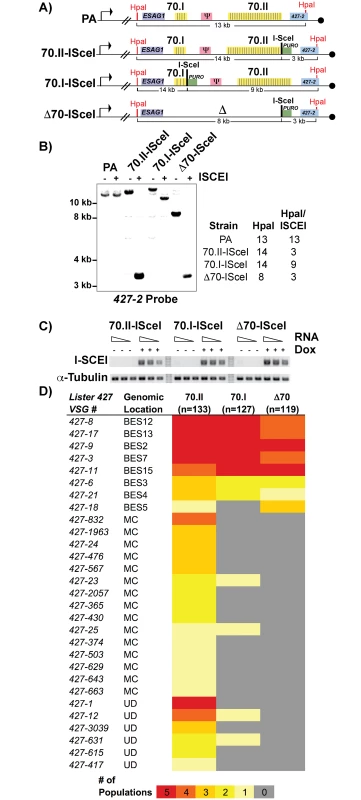 Effects of 70-bp repeats on <i>VSG</i> donor selection and switching.