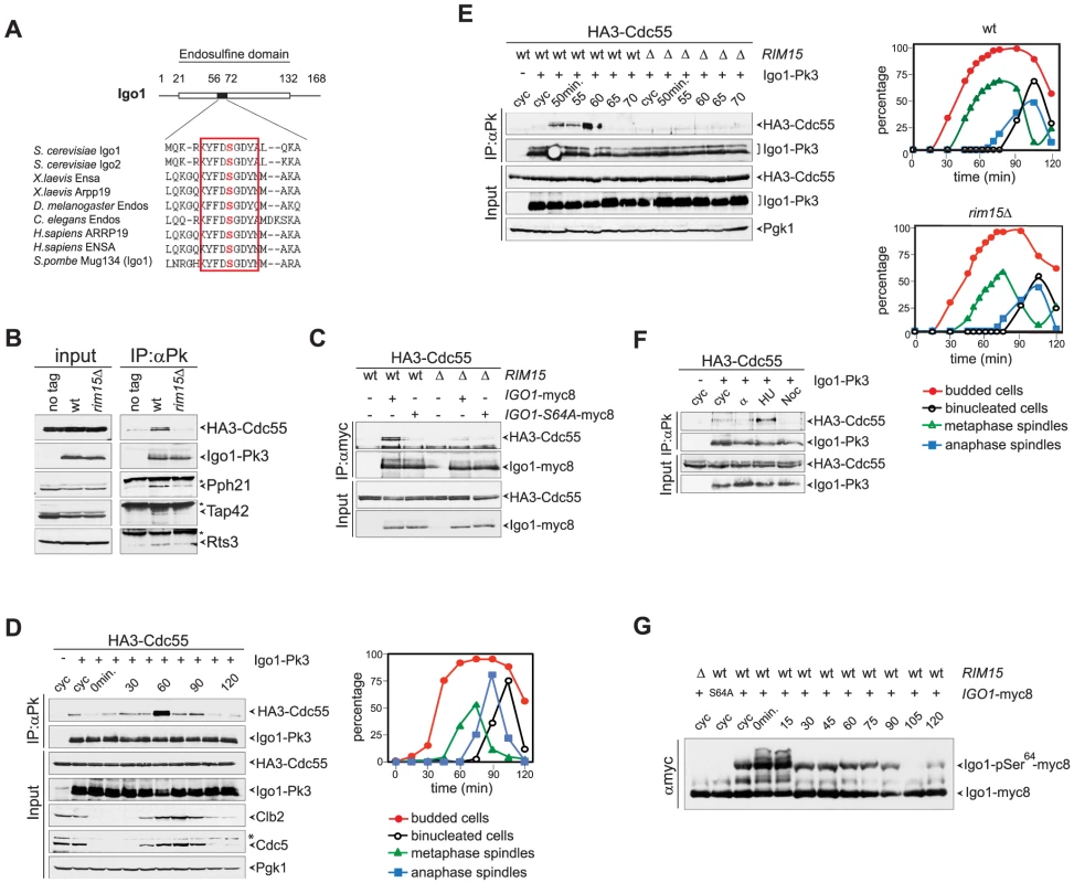 Igo1 interacts with PP2A<sup>Cdc55</sup> upon Ser64 phosphorylation in lateS/G2 phase of the cell cycle.
