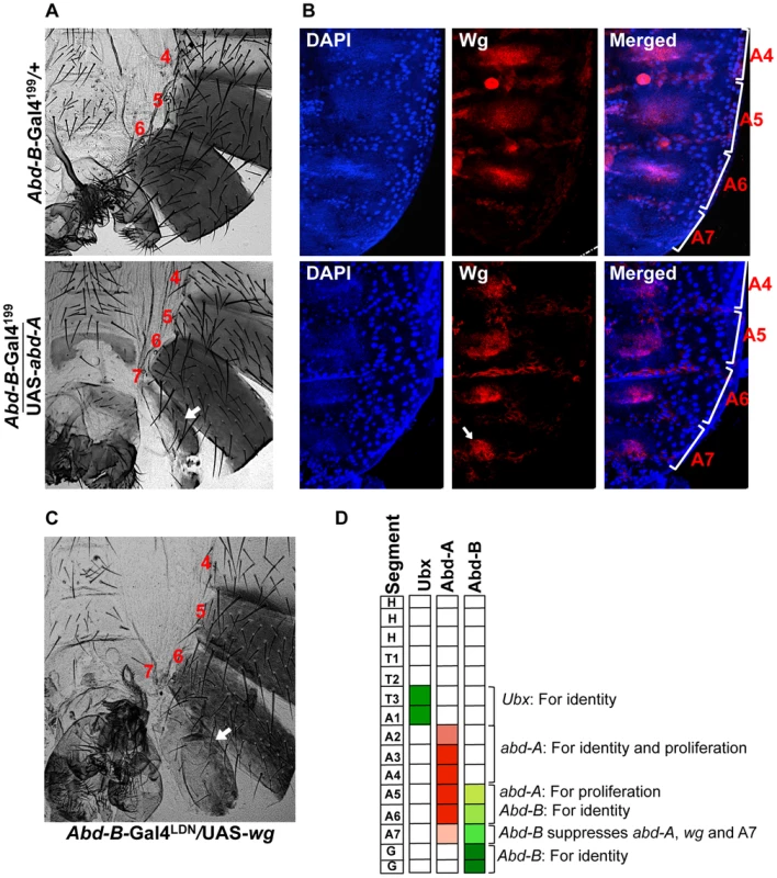 Abd-A activates <i>wingless</i> for development of abdominal epithelia.