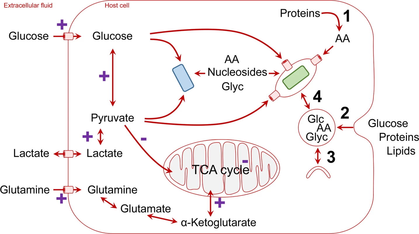Schematic overview of host nutrient supply for intracellular pathogens (blue, cytosolic pathogen; green, vacuolar pathogen; AA, amino acids; Glc, glucose; Glyc, glycerol).