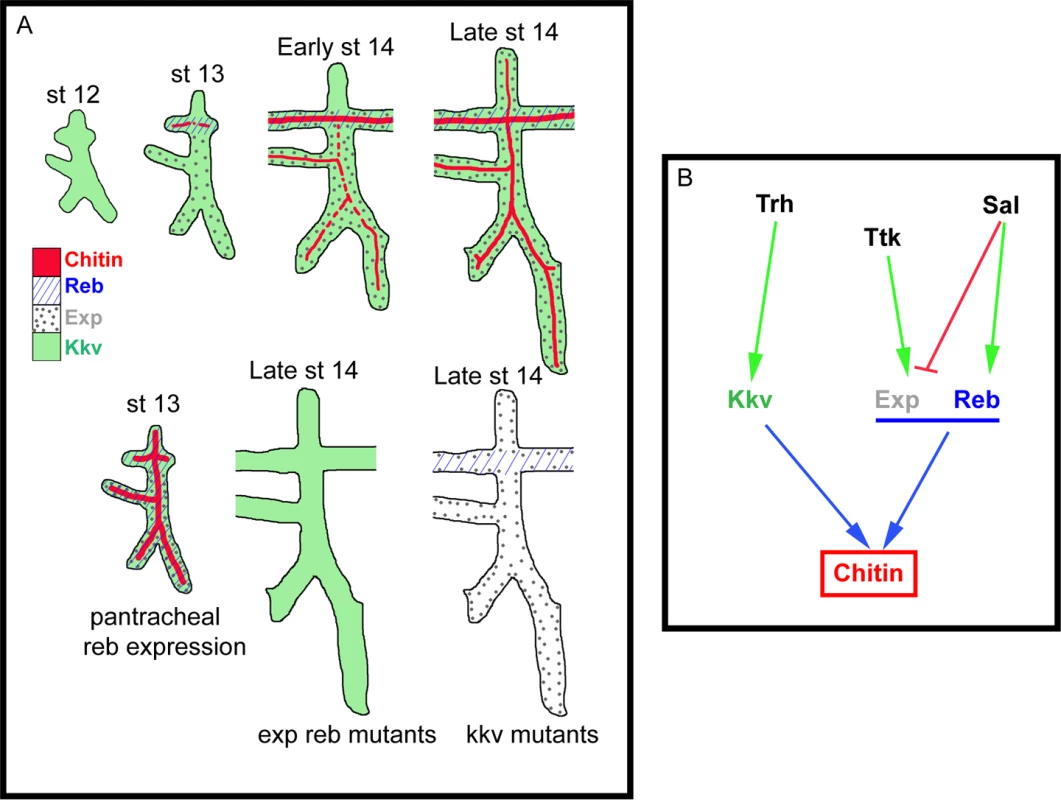 Model of luminal chitin deposition in the trachea.