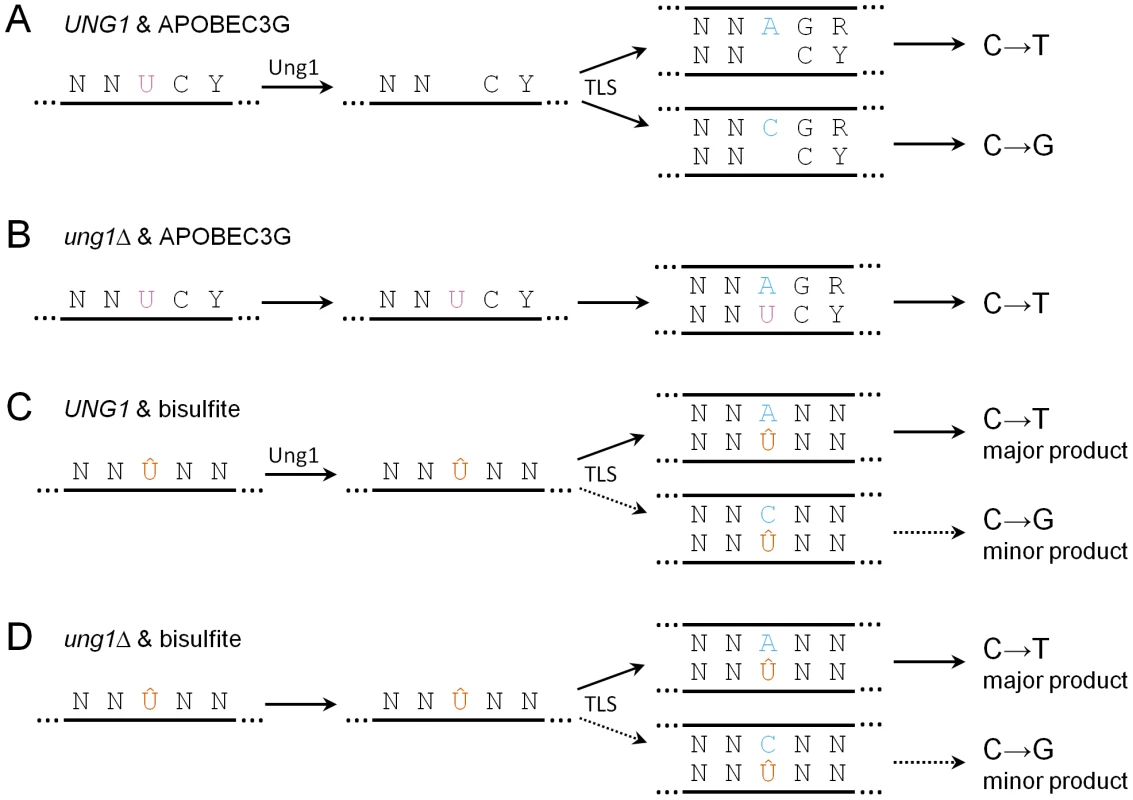 Summary of the possible fates of deaminated cytosine.