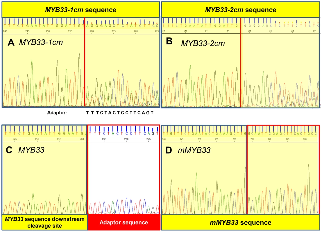 MiR159-guided cleavage is attenuated in <i>MYB33-1 cm</i> and <i>MYB33-2 cm</i> plants.