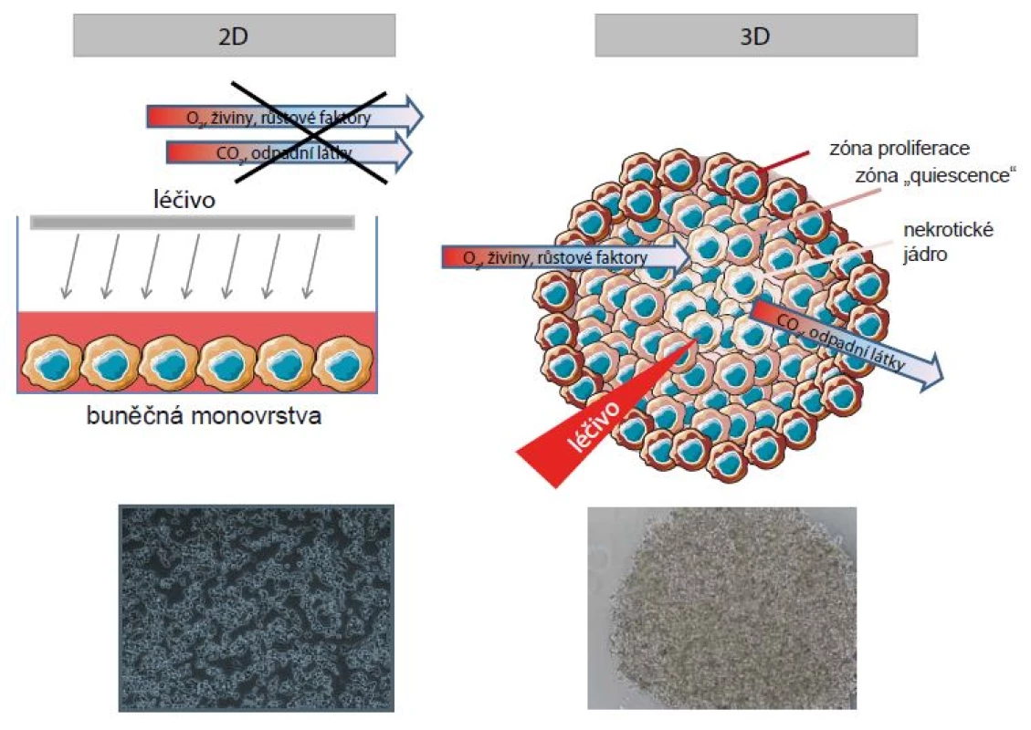 Schematické zobrazení rozdílů 2D a 3D kultivačních metod.