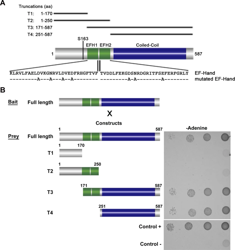 Schematic diagram of BILBO1 primary structure and yeast two-hybrid identification of its interaction domains.