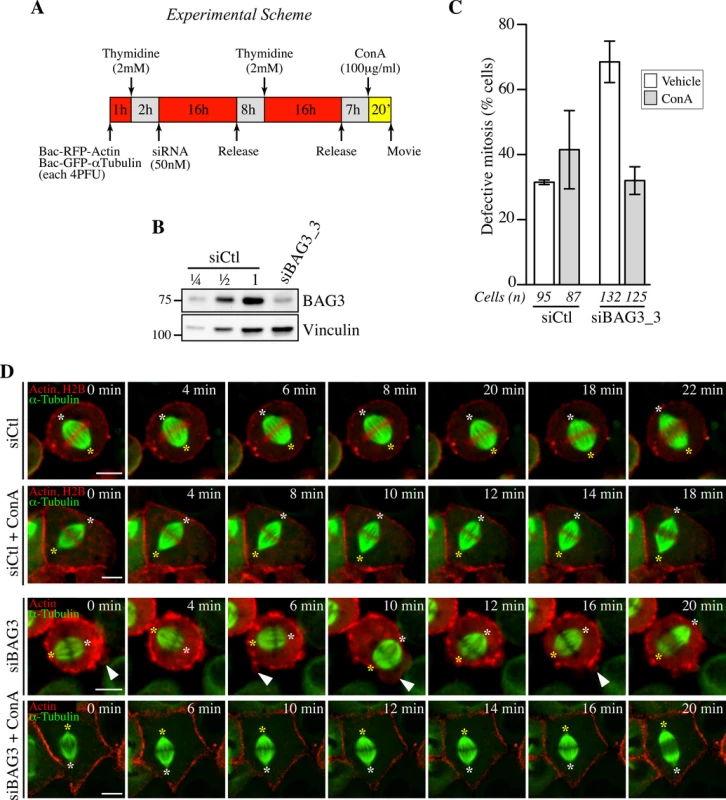 Concanavilin A restores normal spindle dynamics in BAG3-depleted cells.