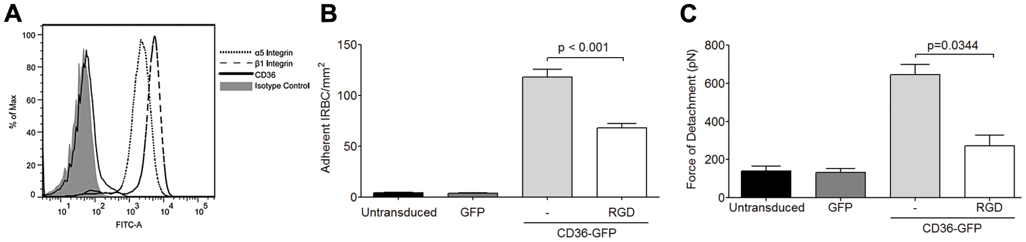 Adhesion of IRBC on the endothelial cell line HMEC-1.