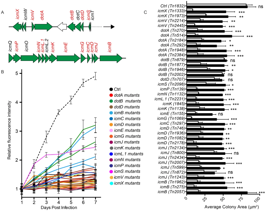 Role of Dot/Icm core proteins in <i>Coxiella</i> infections.