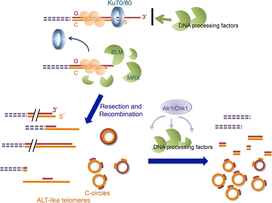Model for the ALT-like pathway in the <i>U</i>. <i>maydis ku</i> mutants.