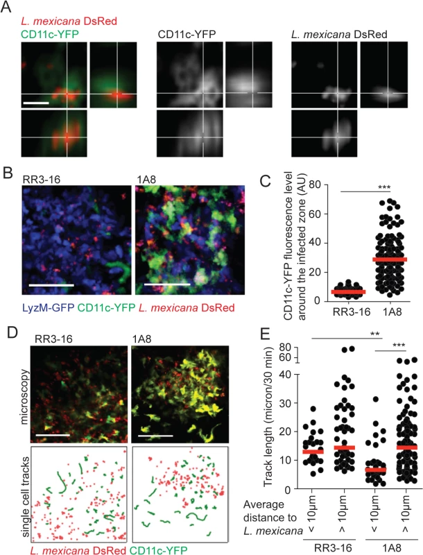 DC behavior at the site of infection in the absence of mature neutrophils.