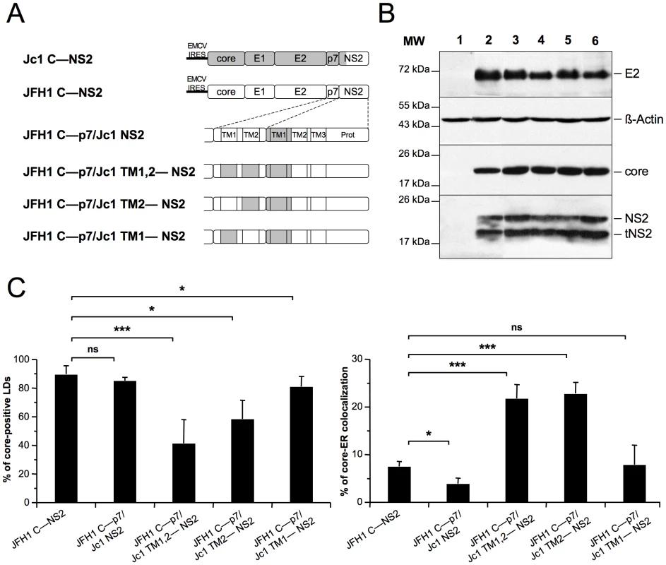 p7 and NS2 trans-membrane compatibility modulates intracellular localization of core.