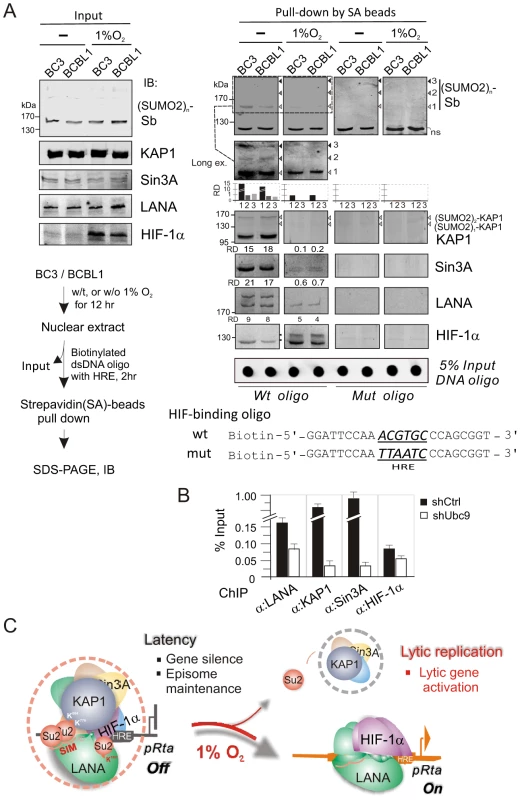 The LANA<sup>SIM</sup>-mediated complex with KAP1 and Sin3A is critical for KSHV latency maintenance and response to hypoxia.