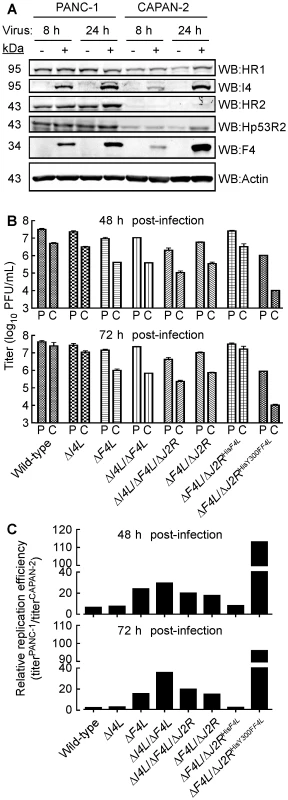 Correlation of cellular RR expression and VACV replication in two human cancer cell lines.