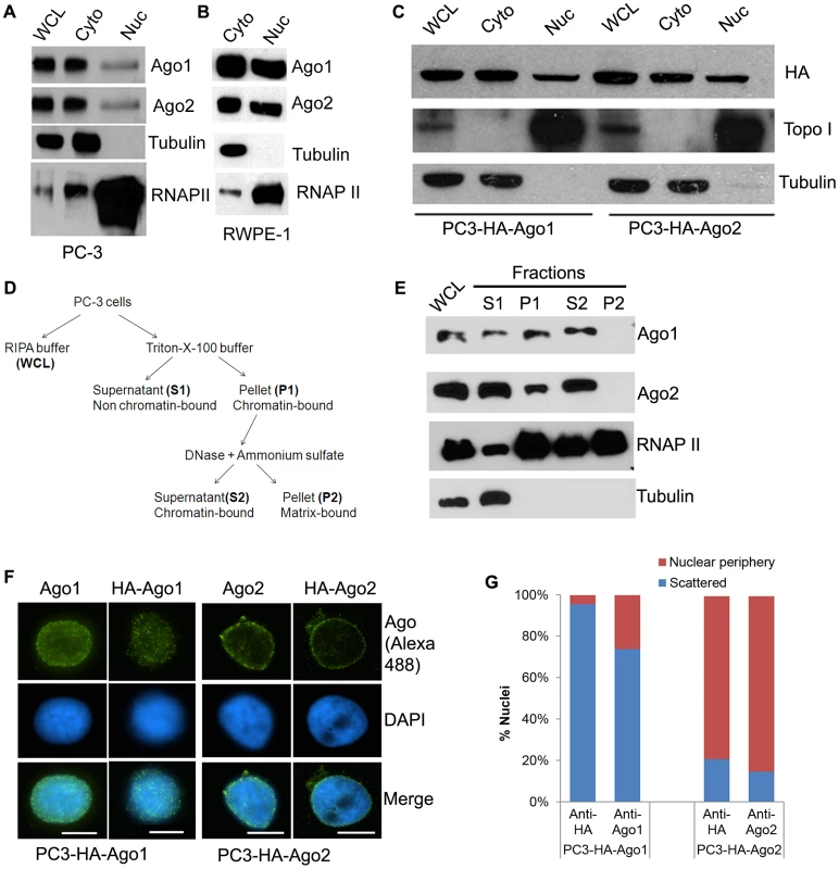 Differential nuclear localization of Ago1 and Ago2.