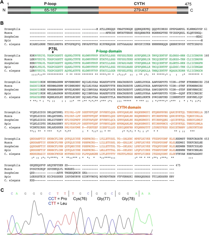 Amino acid sequence analysis of TTD14.