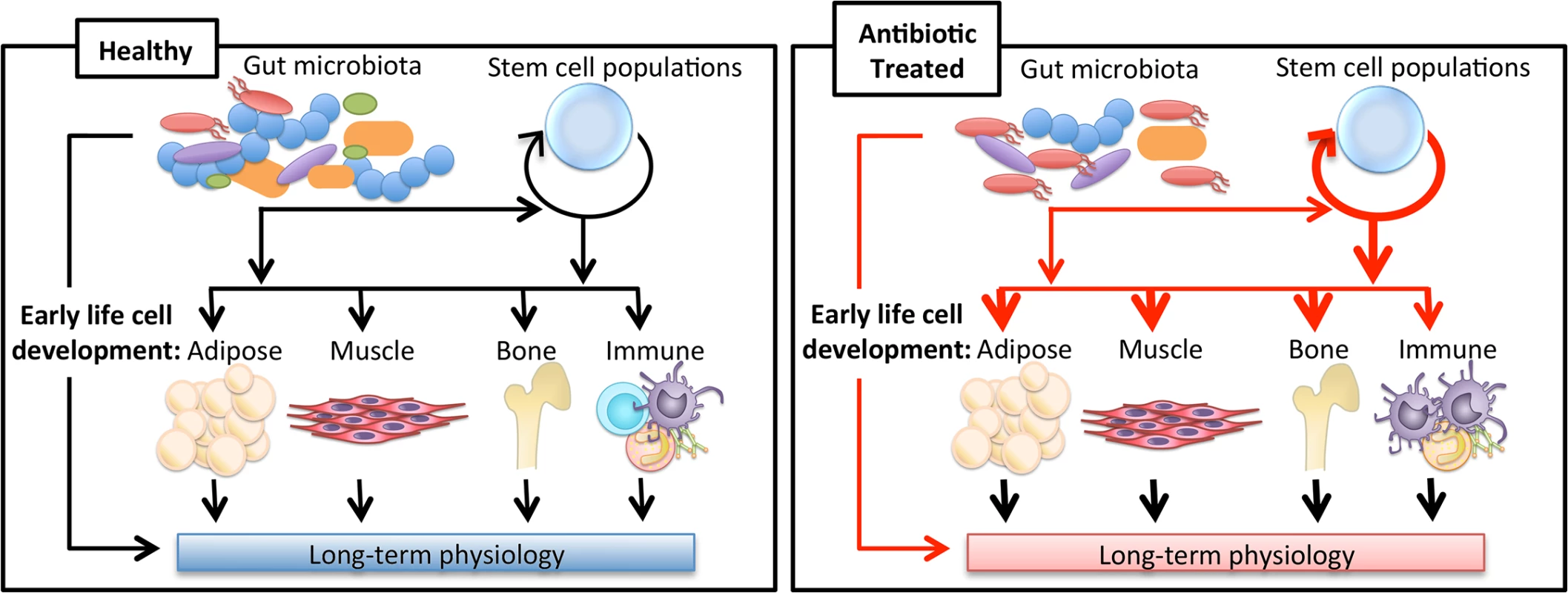 Impact of antibiotics on long-term physiology through microbiota changes.