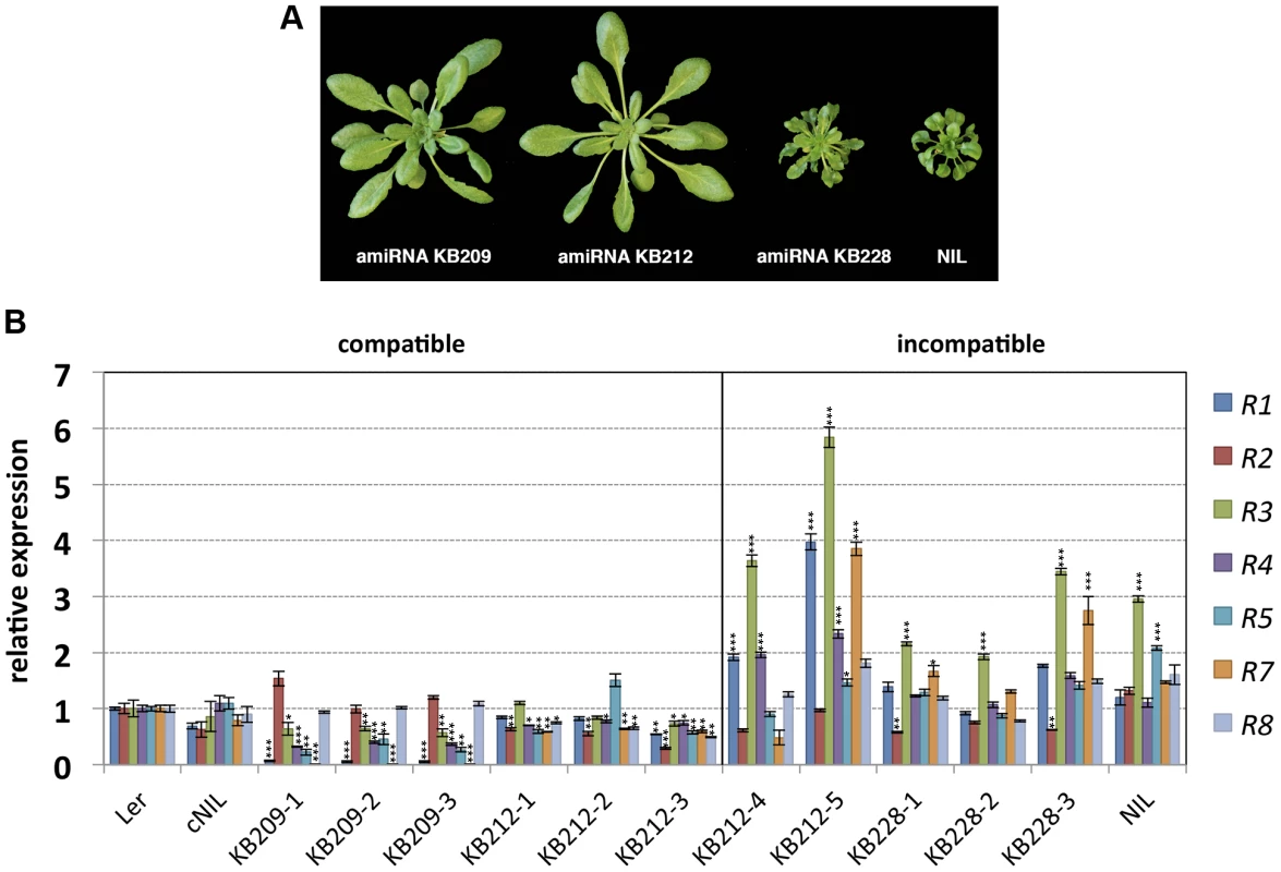 Growth phenotype of amiRNA lines at 14–16°C and <i>RPP1</i>-like gene expression.