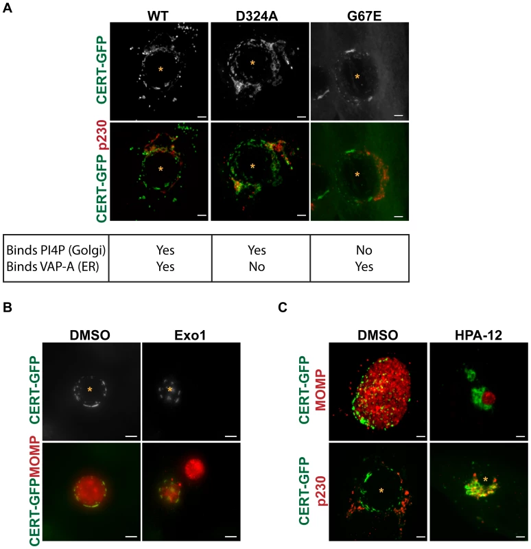 CERT transfer and/or ceramide binding activity are required for its recruitment to inclusions.