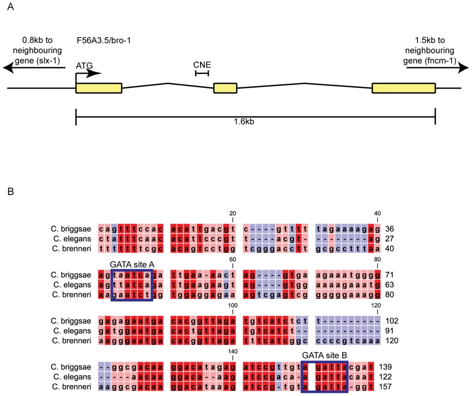 <i>bro-1</i> contains a conserved non-coding element within the first intron.