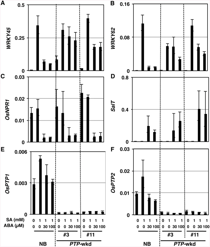 OsPTP1/2 act on the WRKY45 sub-pathway but not the OsNPR1 sub-pathway.