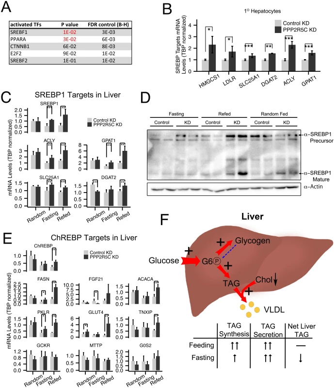 PPP2R5C knockdown leads to SREBP-1 and ChREBP activation.
