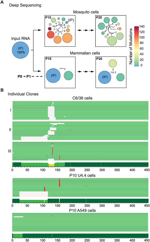 Sequence variations at the DENV 3’UTR during experimental host adaptation.