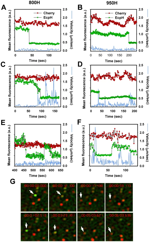 EcpH quenching patterns for individual EnvA-pseudotyped virus particles.
