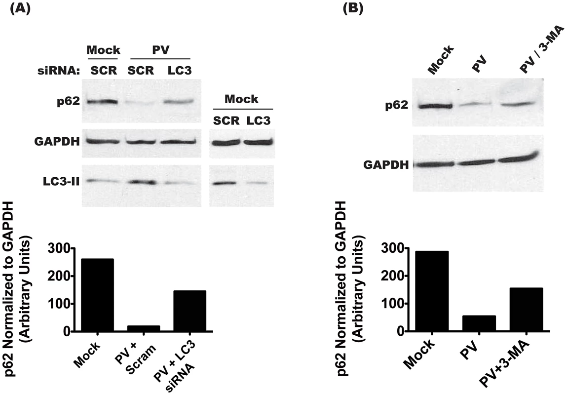 Degradation of p62 is dependent on the induction of autophagy.