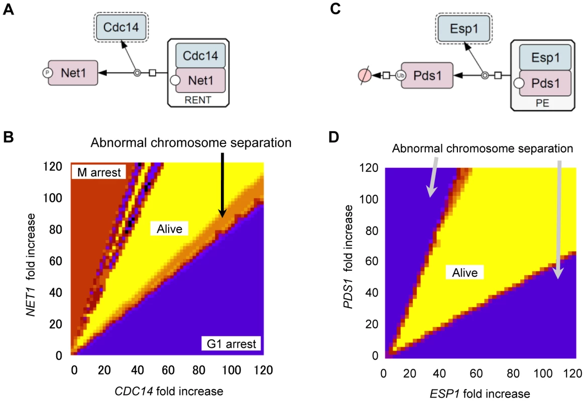 Computational analysis of quantitative relationship between <i>CDC14</i> and <i>NET1</i> as well as <i>ESP1</i> and <i>PDS1</i>.